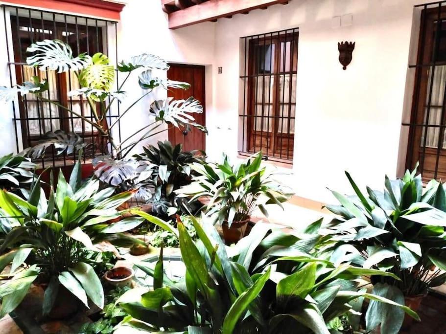 Loft & Private Rooftop With Bbq Appartement *